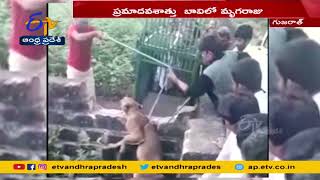 Lion Rescued by Forest Officers in Gujarat | గుజరాత్‌ జునాఘడ్‌లో   వ్యవసాయ బావిలో పడిపోయిన మృగరాజు