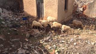 Sheep on Crete....