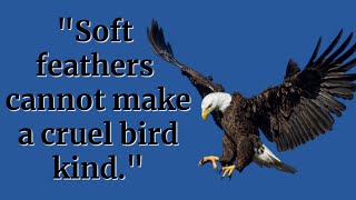 10 Beautiful Quotes about Birds || Freedom to fly