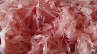 Pomelo Fruit ৰবাব টেঙা ফল।ইয়াৰ উপকাৰৰ বিষয়ে তলত দিয়া লিখনি পঢ়ি জানি লওক। ভাল লাগিলে শেয়াৰ কৰিব।