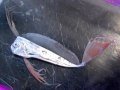 Juvenile Trachipterus trachypterus, oarfish or ribbonfish