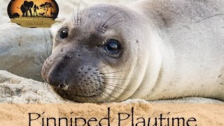 Playful Pinnipeds: Seals and Sea Lions at Sunset