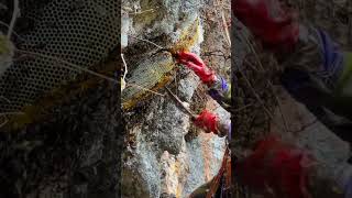 Amazing beehives at the natural beekeeping mountain found in Green Mountain #beekeeper #bee