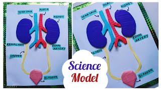 Kidney Model For Science Exhibition|  School Science Project | Kidney Model | Working Of Kidney TLM|