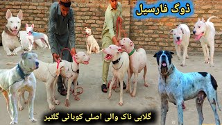 Pure Kohati Gultair and Famous Pakistani Bully Dog Setup | Kohat Dogs Farm House | Pk Animals