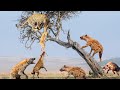 Incredible Moment As Leopard Rescues His Dropped Meal From A Hyena | Leopard vs Hyena