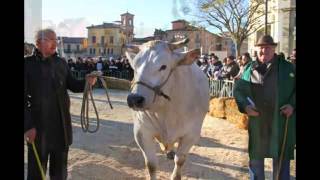 La fiera del bue grasso a Moncalvo nell'Astigiano