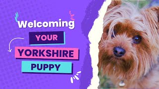 Welcoming Your Yorkshire Terrier Puppy – What to Expect in the First Year ( the First 12 weeks)