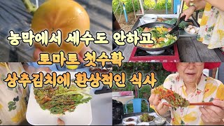 토마토 첫수확해서 아침! 상추김치해서 두끼! 세수도 안하고 하루종일 ㅋㅋㅋ