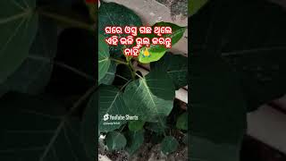 ଘରେ ଓସ୍ତ ଗଛ ଥିଲେ ଏହି ଭଳି ଭୁଲ୍ କରନ୍ତୁ ନାହିଁ 🙏 #shortvideo