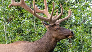 Elk in Canada's Rockies in June