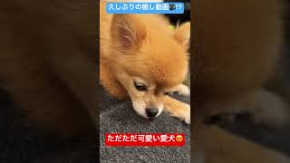 愛犬の眠気🥱#ポメチワ#ポメラニアン#チワワ #愛犬#動物 #可愛い#犬のいる暮らし