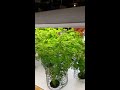 aeroponic carrots