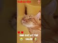 🤩OMG😁❤ CUTE CAT HAVING A SHAVE🤣, Funny Cat Moments, Funny cat videos, Funny Videos, Cat, # shorts