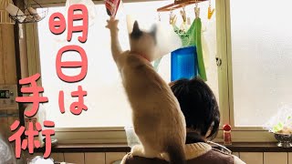 手術に行く前日の子猫【子猫にトラブル発生⑱】/kitten movie