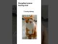 kompilasi meme kucing viral #shortsviral #bangr1m #rekomendasi #film