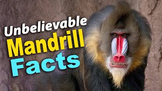 Mandrills: The Most Colorful Primates Revealed | Amazing Facts \u0026 Footage