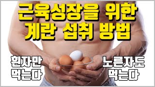 근육성장을 위해 계란 노른자는 거르는게 좋을까? [feat. 콜레스테롤]