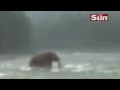 videos guazinga mamut en siberia video original