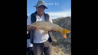 КӨКСАРАЙ | АҚСУ | BIG-FISH17 жігіттірі ТРОФЕЙЛІ САЗАН балықтар аулады 🎣🎣🎣 12/04/2023 жыл...