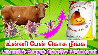 ஆடு மாடுகளுக்கு உன்னி பேன் கொசு நீங்க பாமாயில் போதும் Tick permanent solution #psfarmers#goatfarming