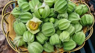 Growing Physalis in the UK: Chinese Lanterns \u0026 Inca Gold Berry