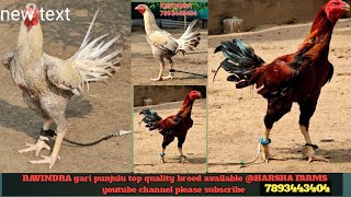 RAVINDRA gari punjulu top quality breed available 7893443404