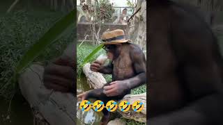 ମାଙ୍କଡ଼ ମଦ ପାନ କରୁଛି#viral #tiktok #trending #shortvideo #youtube #funny #comedy #shorts #short #yt