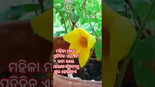 ମହିଳା ମାନେ ପ୍ରତିଦିନ ୩ଟି କାମ କଲେ ହେଇଥାଏ ଅତ୍ୟନ୍ତ ଶୁଭ ହେଇଥାଏ #odiagyana #motivation #anuchinta #odia