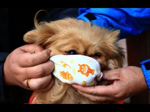 dog flu 2018 ; the dog flu symptoms,treatment,and all youshould know dog flu 2018 ; the dog flu symptoms,treatment,and all youshould know