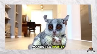 Galago Pet Bush Baby Owners Are Making a HUGE Mistake!