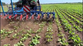 Schoffelen in de suikerbieten zonder chemische bestrijdingsmiddelen