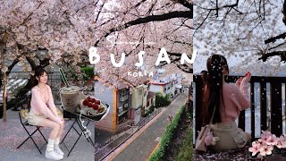 Spring in Busan, Korea vlog 🌸🇰🇷 Cherry Blossoms, Gwangalli beach, Oryukdo skywal