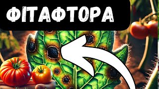 Фітофтора: Ефективні Методи Захисту Рослин 🛑🍅