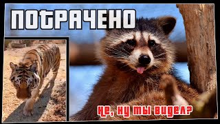 ПОТРАЧЕНО. Не, ну ты видел? Лучшие приколы 2020, смешные видео и фейлы