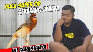 Tips dan Trik Perawatan Kenari juara ll R3 BESUTAN RAJ TEAM