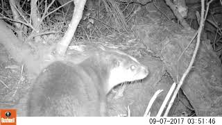 European Otter (Lutra lutra)