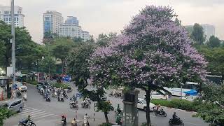 베트남 🇻🇳  하노이 거리 🏍 🛵  🚌 🚍  🌸