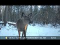 january 17th 24th 2025 tomahawk wisconsin trail camera highlights