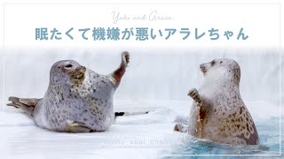 【まるすぎるアザラシ】 眠たくて機嫌が悪いアラレちゃん（Ringed seal / Arare and Yuki）