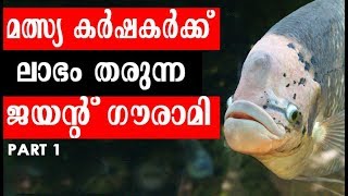 #Giant_Gourami | #Gourami Fish Farming in Kerala | ജയന്റ് ഗൗരാമി