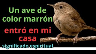 Un ave marrón entró en mi casa, significado espiritual  ¿Buena suerte o mala suerte?