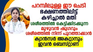 മഞ്ഞളിന്റെ ആരോഗ്യ ഗുണങ്ങൾ | ഷുഗറും കൊളസ്ട്രോളും ക്യാൻസർ വരെ അകറ്റാൻ ഇതിനു കഴിയും