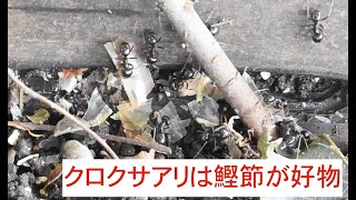 クロクサアリ（Lasius fuji）に鰹節を与えてみた