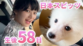 【生後58日】日本スピッツの子犬をお迎えしました