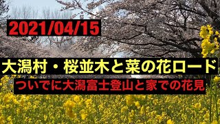 【50歳で秋田移住】大潟村の桜並木を見に行って来ました！