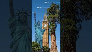 Tallest tree in the world #shorts #facts #jungle #forest #nature #record #plants #environment #trees