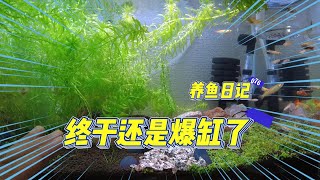 養魚日記076：該來的還是會來的 蘋果螺真的爆缸了 密密麻麻的