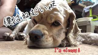 ねむさと戦う犬。と語るAコッカー石松くん  Dog fighting sleep