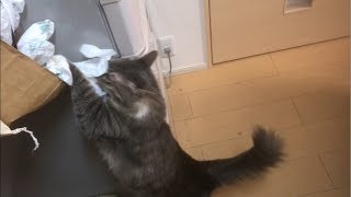 何度も散らかす猫 ノルウェージャンフォレストキャット A cat that mess up over and over